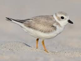 "plover" picture