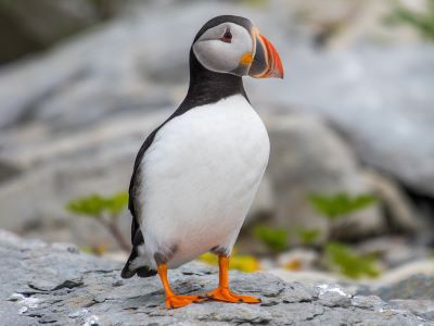 "puffin" picture