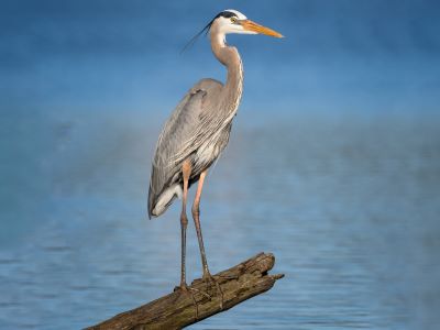 "heron" picture