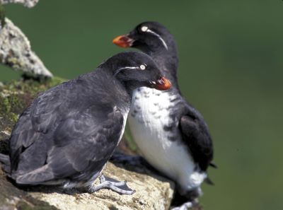 "auk" picture