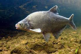 "bream" picture