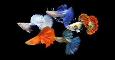 "guppy" picture