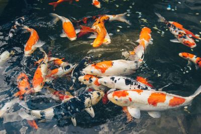 "koi" picture