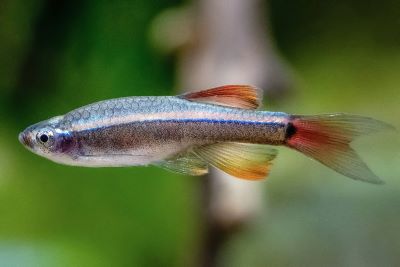 "minnow" picture