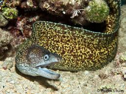 "moray" picture