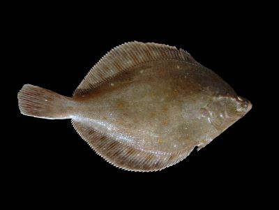 "plaice" picture