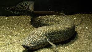 "lungfish" picture