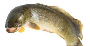 "bowfin" picture