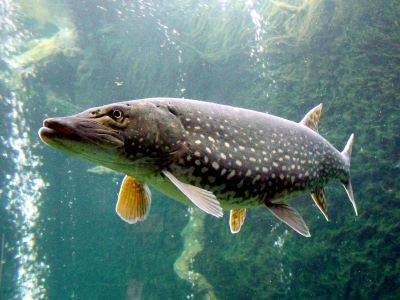 "pike" picture