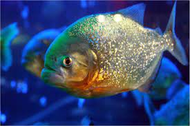 "piranha" picture