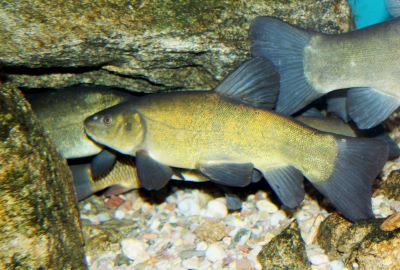 "tench" picture