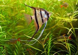 "angelfish" picture