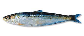 "pilchard" picture