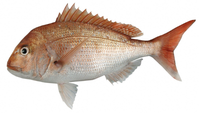 "snapper" picture