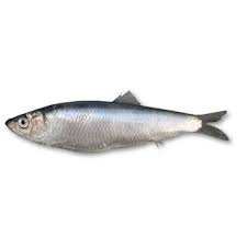"sprat" picture