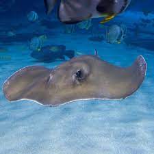 "stingray" picture