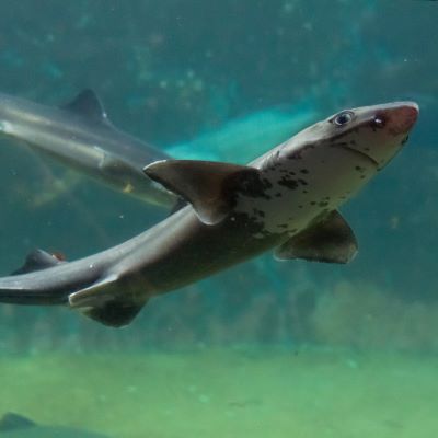 "dogfish" picture
