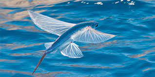 "flying fish" picture