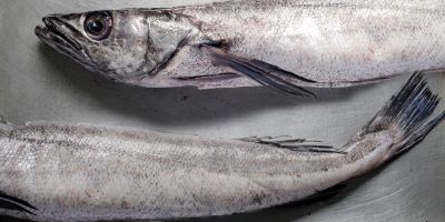"hake" picture