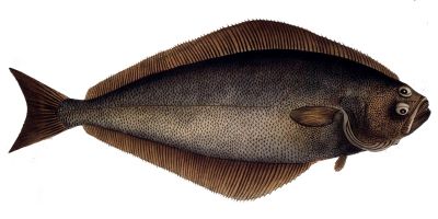 "halibut" picture