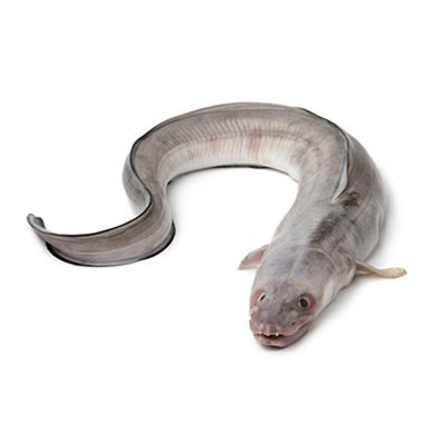 "conger" picture