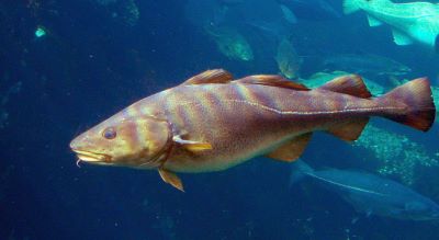 "codfish" picture
