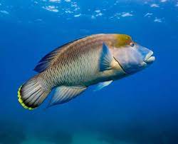 "wrasse" picture