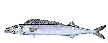 "barracouta" picture