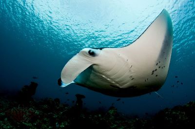 "manta" picture