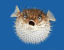 "pufferfish" picture