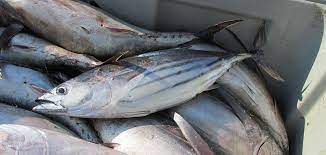 "skipjack" picture