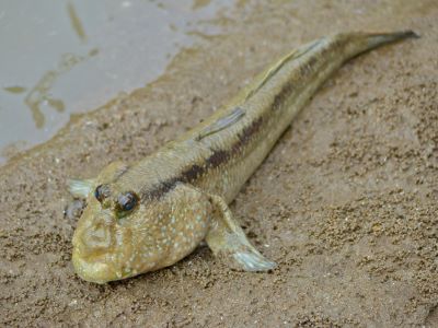 "mudskipper" picture