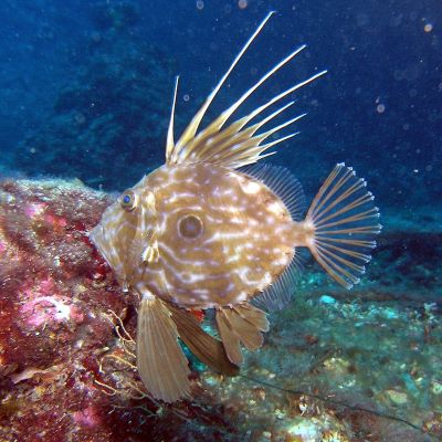 "John Dory" picture