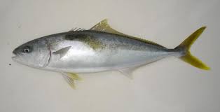 "yellowtail" picture