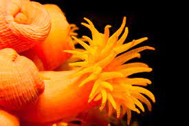 "polyp" picture