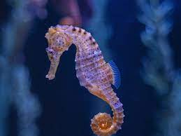 "seahorse" picture
