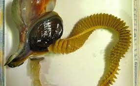 "whelk" picture