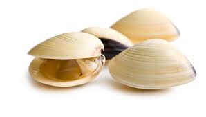 "bivalve" picture