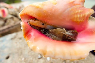 "conch" picture