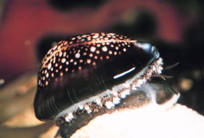 "cowrie" picture