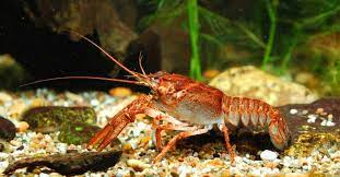 "crayfish" picture