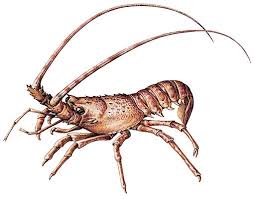 "langouste" picture