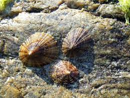 "limpet" picture