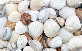 "seashell" picture