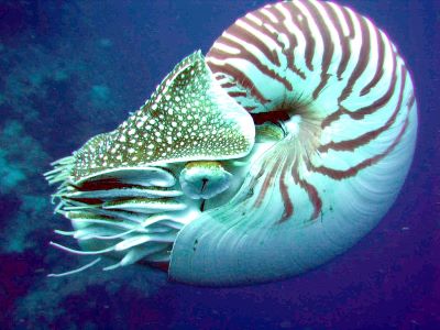 "nautilus" picture