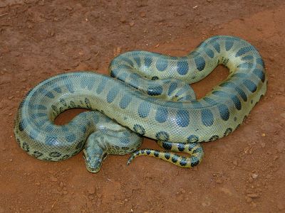 "anaconda" picture