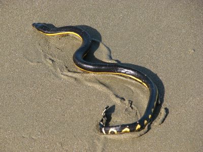"sea snake" picture