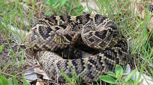 "diamondback" picture