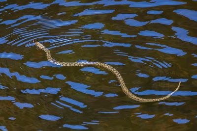 "water snake" picture