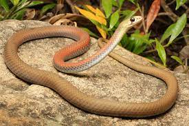 "whip snake" picture